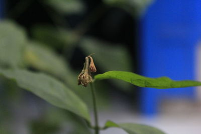 Close-up of insect on plant