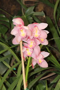 Close-up of pink flowers blooming outdoors