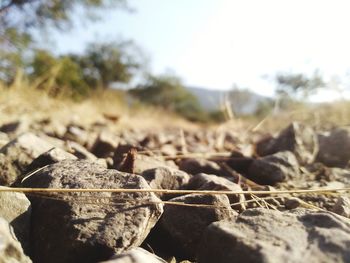 Close-up of dry leaf on field