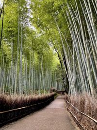 Road amidst trees in forest