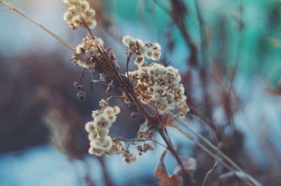 Close-up of plant during winter