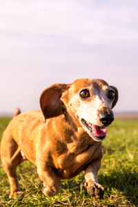 Portrait of dog looking away