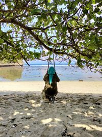 Rear view of man on beach