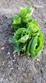 High angle view of fresh green plant