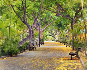 Trees in park