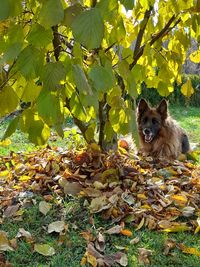 Portrait of a dog on leaves during autumn