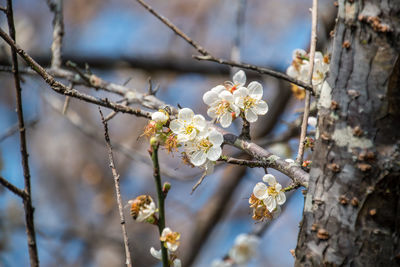 Close-up of white cherry blossoms in spring