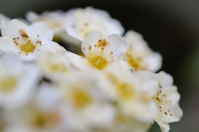 Close-up of white flowers