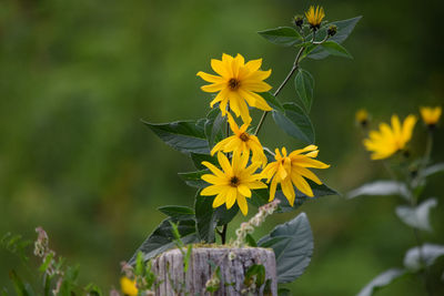 Close-up of butterfly pollinating on yellow flower