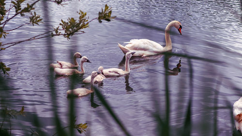 Swans swimming in lake