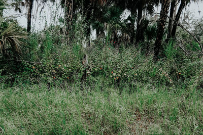 Plants growing on field in forest