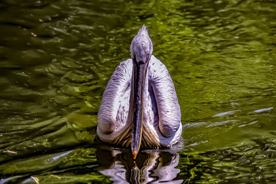 Close-up of turtle swimming in lake