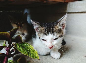 Portrait of cat
