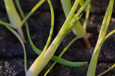 Close-up of grass growing on field