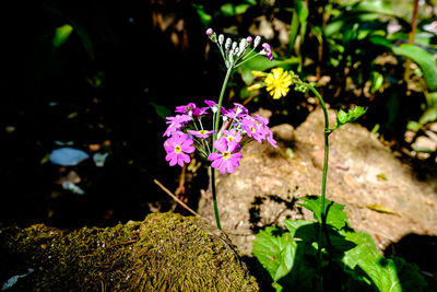 Close-up of purple flowering plant