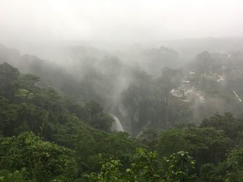 Scenic view of foggy forest