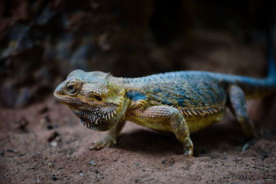 Close-up of lizard