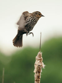 Close-up of bird perching on leaf