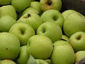 Wet granny smith apples in wicker basket