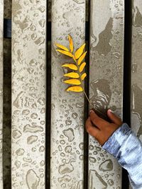 Close-up of person holding umbrella