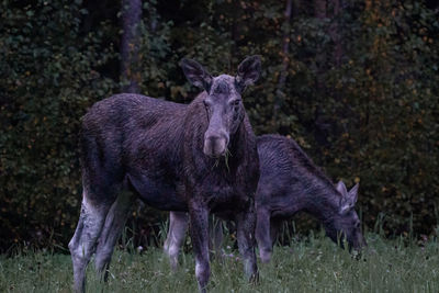 Moose with calf standing on field
