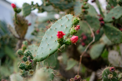 Close-up of cactus plant