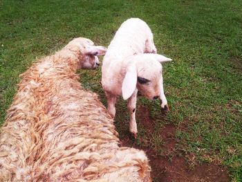 High angle view of sheep on field