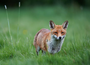 Rabbit on grassy field