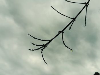 Low angle view of wet plant against sky