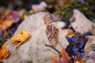 Close-up of dry maple leaves on rock