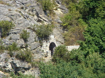 High angle view of trees growing on rock