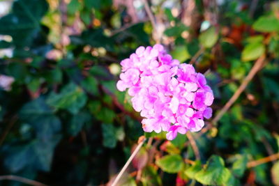 Close-up of pink flowering plant