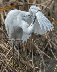 Close-up of white bird