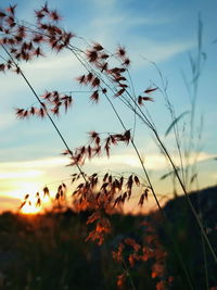 Close-up of flowering plants on field against sky during sunset