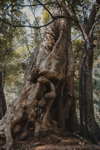 Low angle view of tree trunk in forest