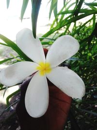 Close-up of hand holding white flowering plant