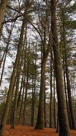 Low angle view of trees in forest