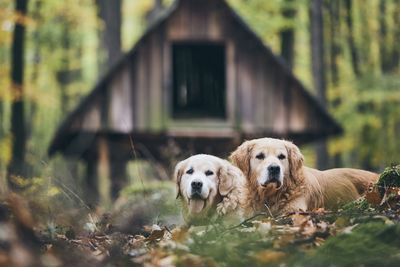 Dogs against cottage in forest
