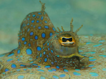 Close-up of fish swimming in aquarium