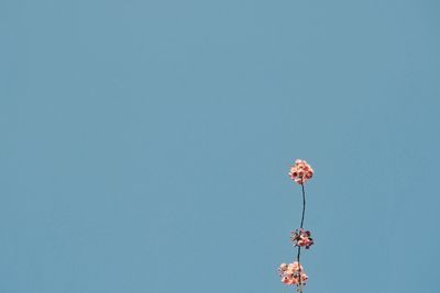 Low angle view of flowering plant against clear blue sky