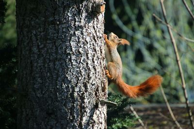 Squirrel on tree trunk