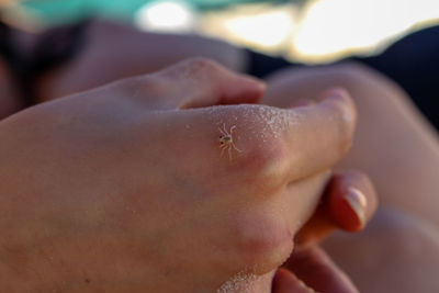 Close-up of insect on cropped hand