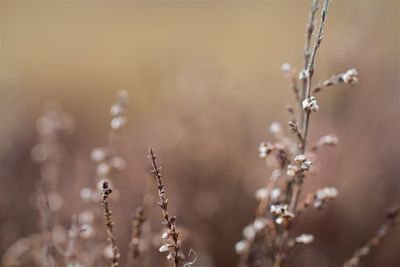 Close-up of plant