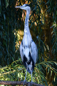 High angle view of bird perching on plant