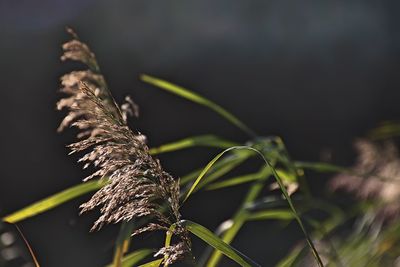 Close-up of plant