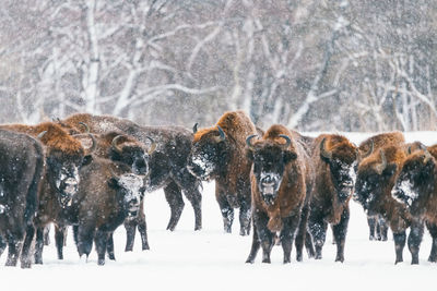 Bull bison in front of herd in snowfall. wild bison in winter nature. heavy bull with horns.