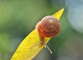 Close-up of snail on yellow leaf