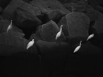 View of birds perching on rock