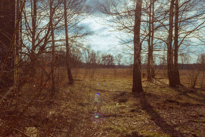 Bare trees on field in forest against sky