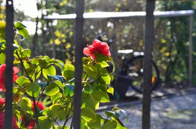 Close-up of red flowering plant